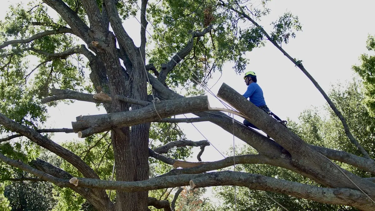 Professional Crown Thinning performed by certified arborists in Lake Andes